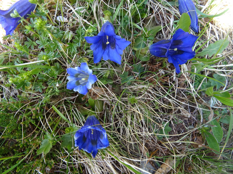 Genziana....mezza albina ?